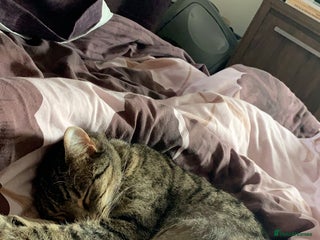 Mixed Breed cats Calico tabbies - Advert 2