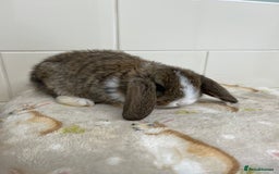 Mini Lop rabbits for sale: BEAUTIFUL MINI LOP BABIES READY NOW  - Image 8