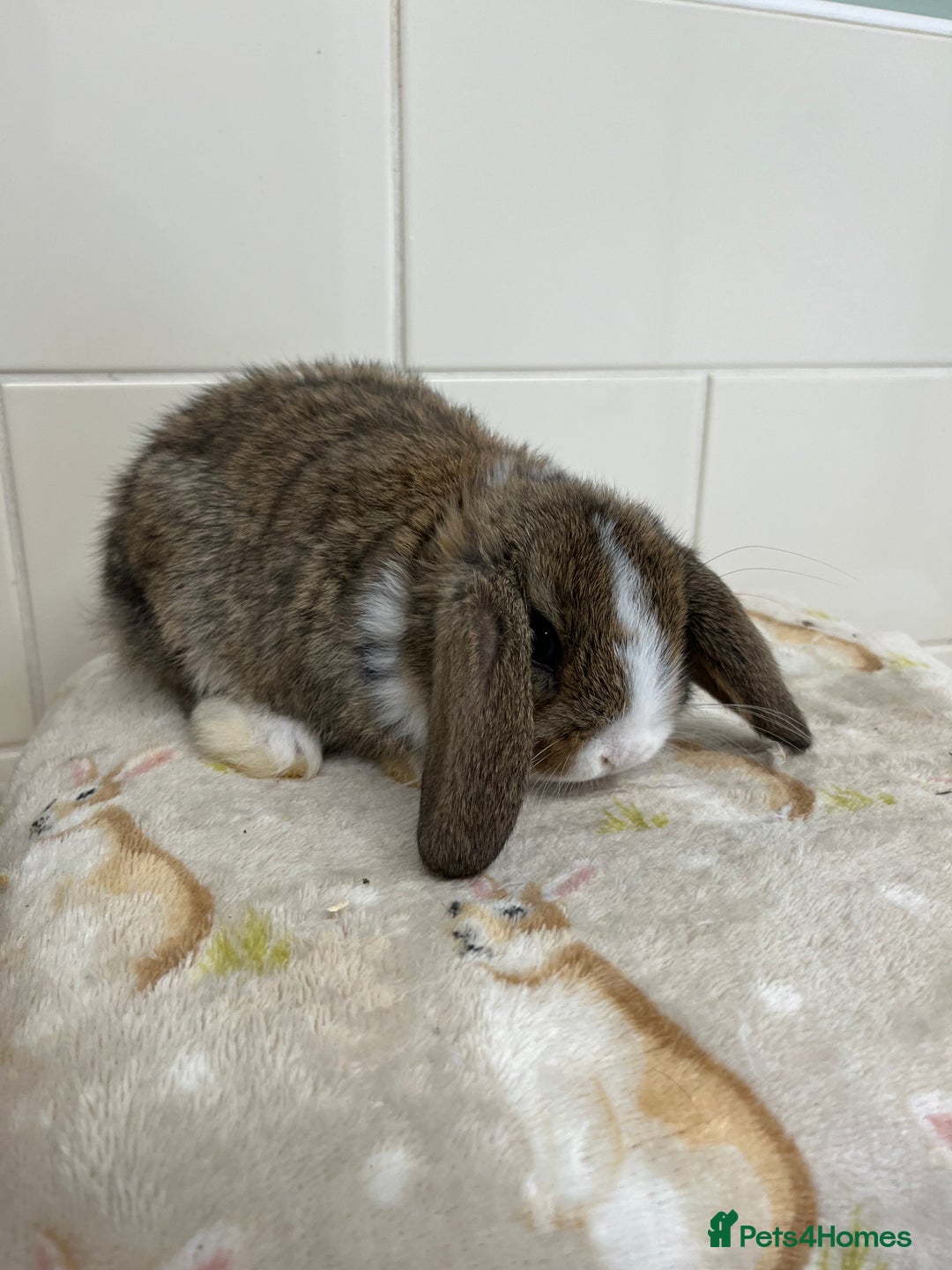 Mini Lop rabbits for sale: BEAUTIFUL MINI LOP BABIES READY NOW  - Image 8