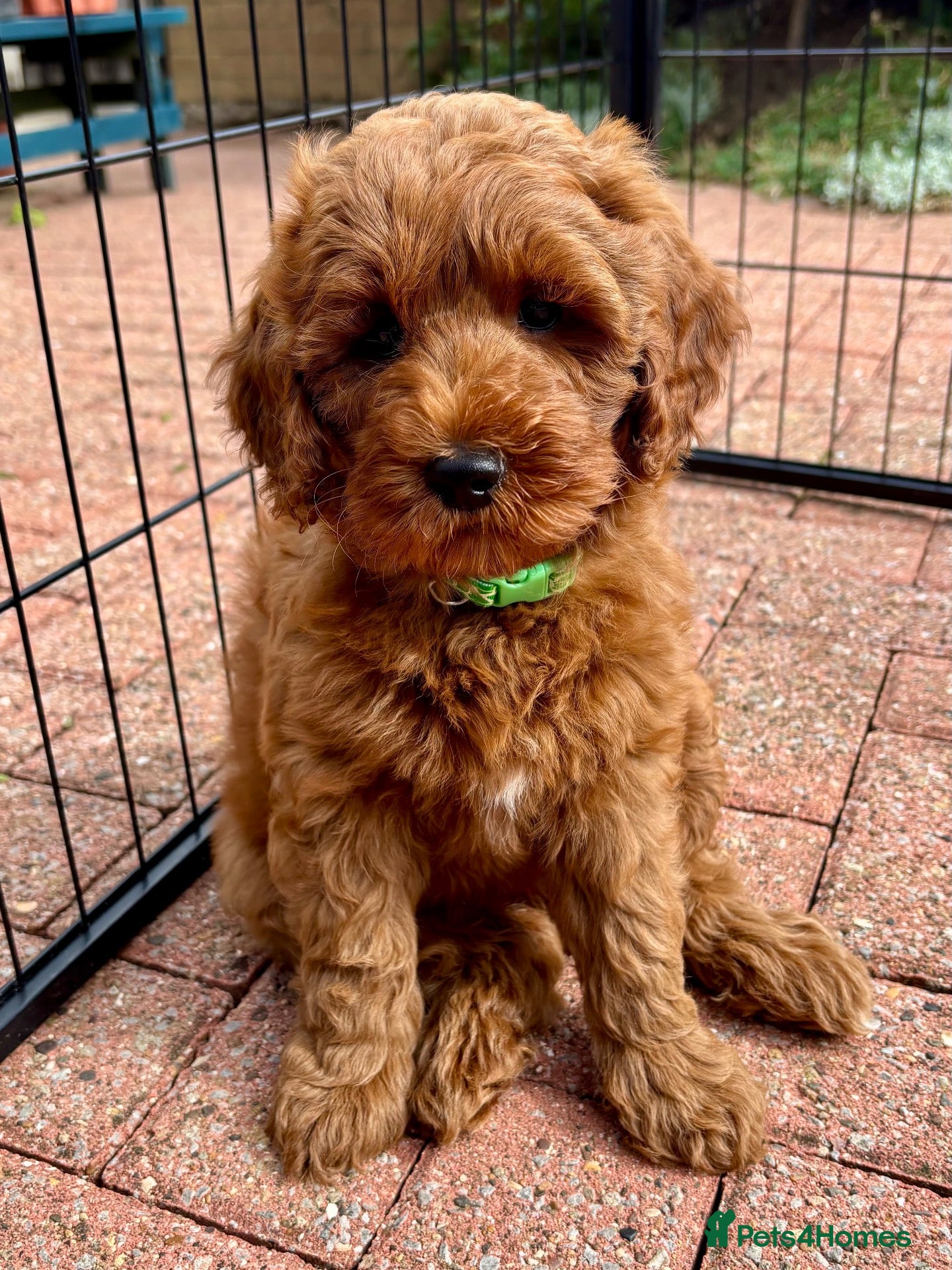 Australian Labradoodle dogs Australian Mini Double Doodle Multigen puppies. - Advert 6