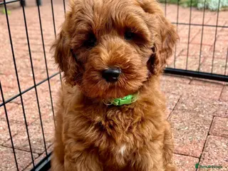 Australian Labradoodle dogs Australian Mini Double Doodle Multigen puppies. - Advert 6