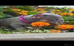 French Bulldog dogs for sale: Beautiful small build fluffy/fluffy carrier french - Image 18