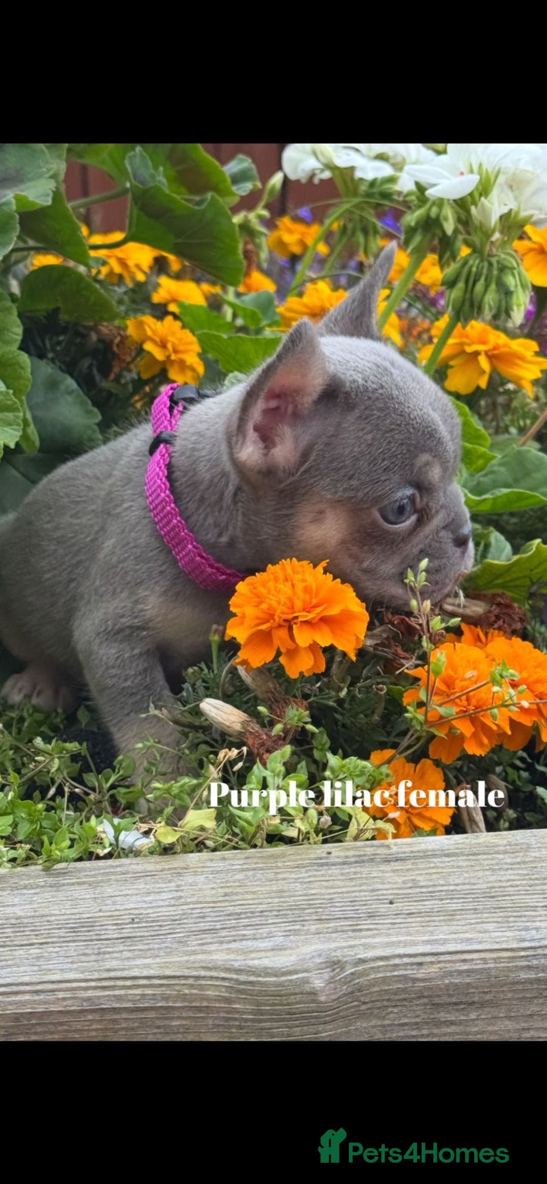 French Bulldog dogs for sale: Beautiful small build fluffy/fluffy carrier french - Image 18