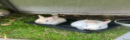 Netherland Dwarf rabbits for sale: Mini Netherlands dwarf  - Advert 6
