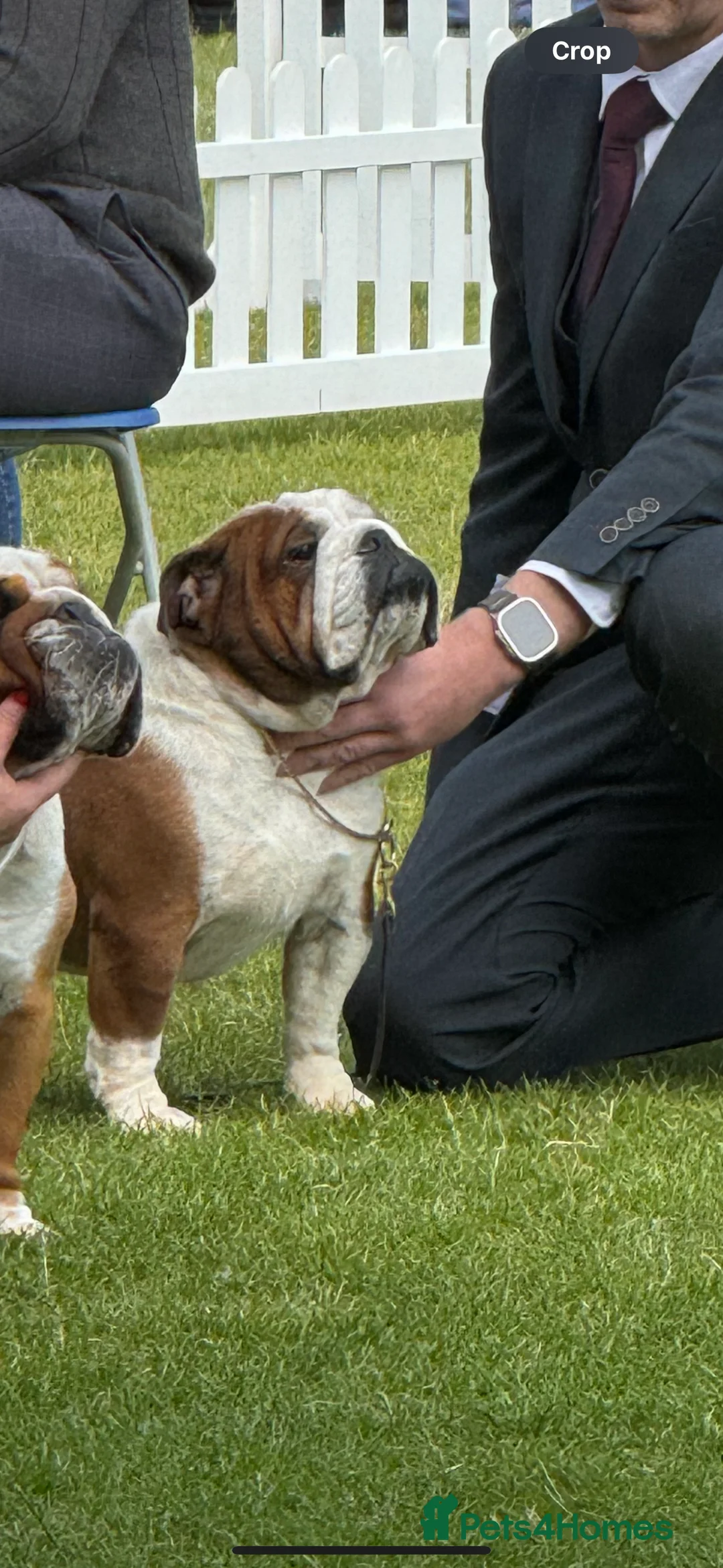 English Bulldog dogs for stud: Britishpride stud  in Manchester - Advert 3