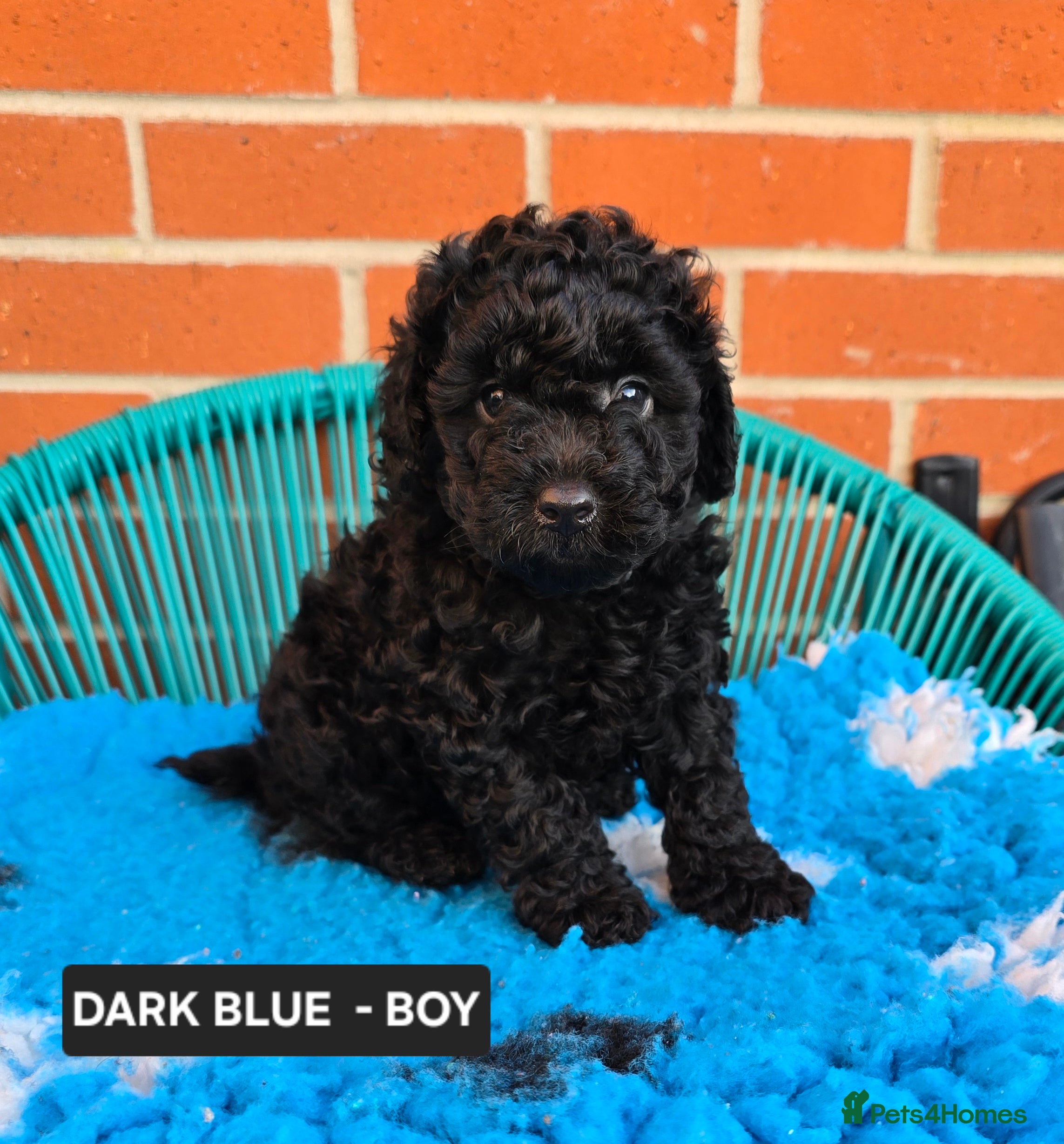 Toy Poodle dogs Georges KC Black Toy Poodle Puppies 🐩 - Advert 18