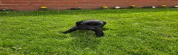 Cocker Spaniel dogs for sale: Cocker spaniels  in Tadcaster - Advert 3