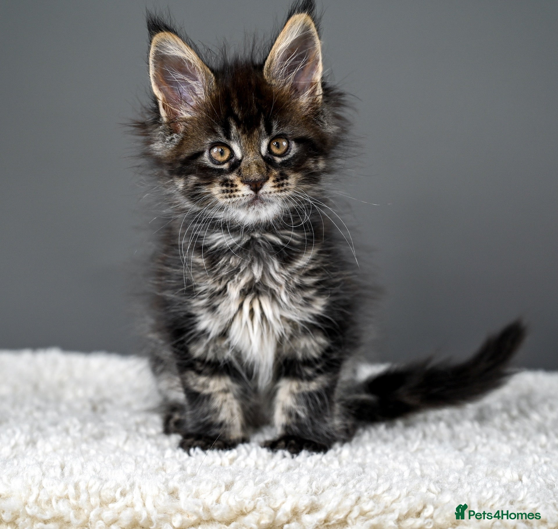 Maine Coon cats 🥇Expectional Kittens🧬 Russian Genetics-Tica Reg - Advert 1