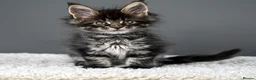 Maine Coon cats for sale: Black Smoke undercoat kittens  - Advert 4