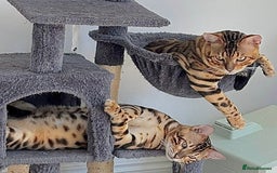 Bengal cats for sale: Young Bengals Males & Females - Image 8