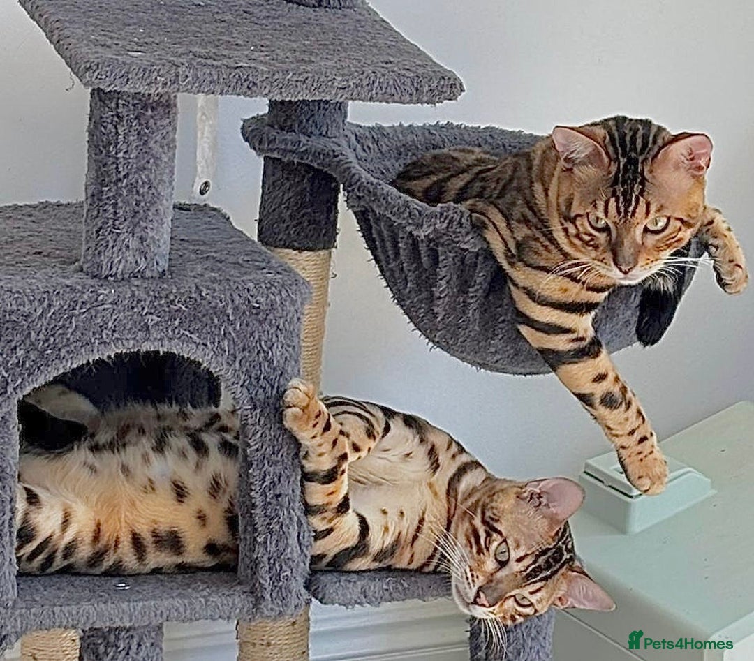 Bengal cats for sale: Young Bengals Males & Females - Image 8