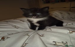 British Shorthair cats for sale: Kittens. in Motherwell - Image 10