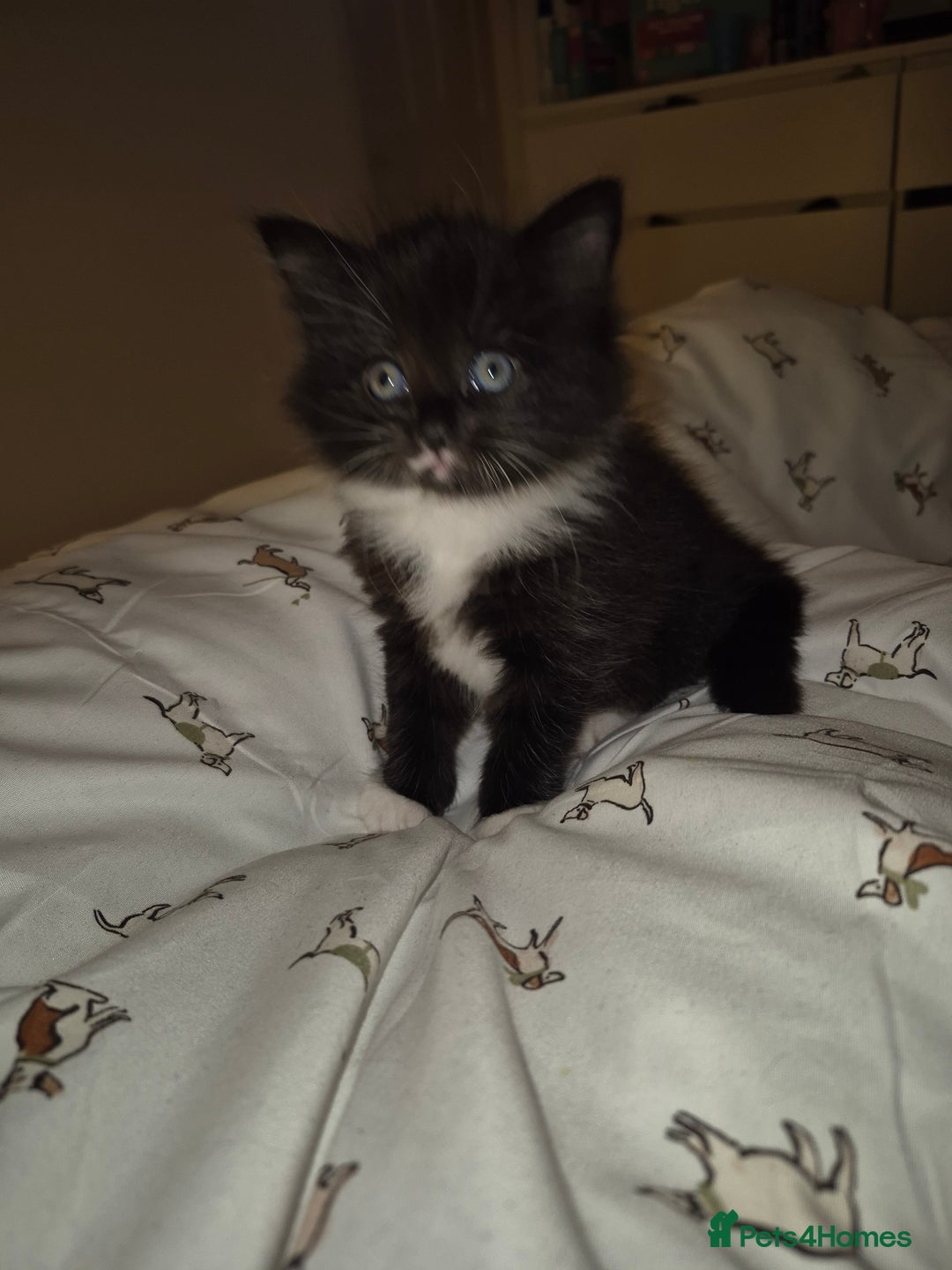 British Shorthair cats for sale: Kittens. in Motherwell - Image 10