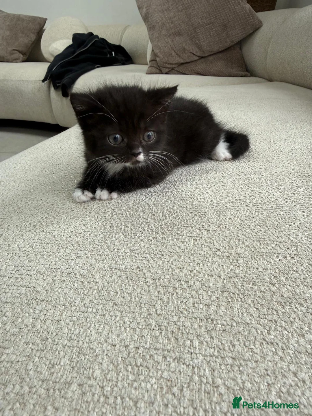 Mixed Breed cats for sale: Kittens half british shorthair  - Advert 8