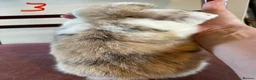 Mini Lop rabbits for sale: Beautiful Mini Lop Babies in Loughborough - Advert 28