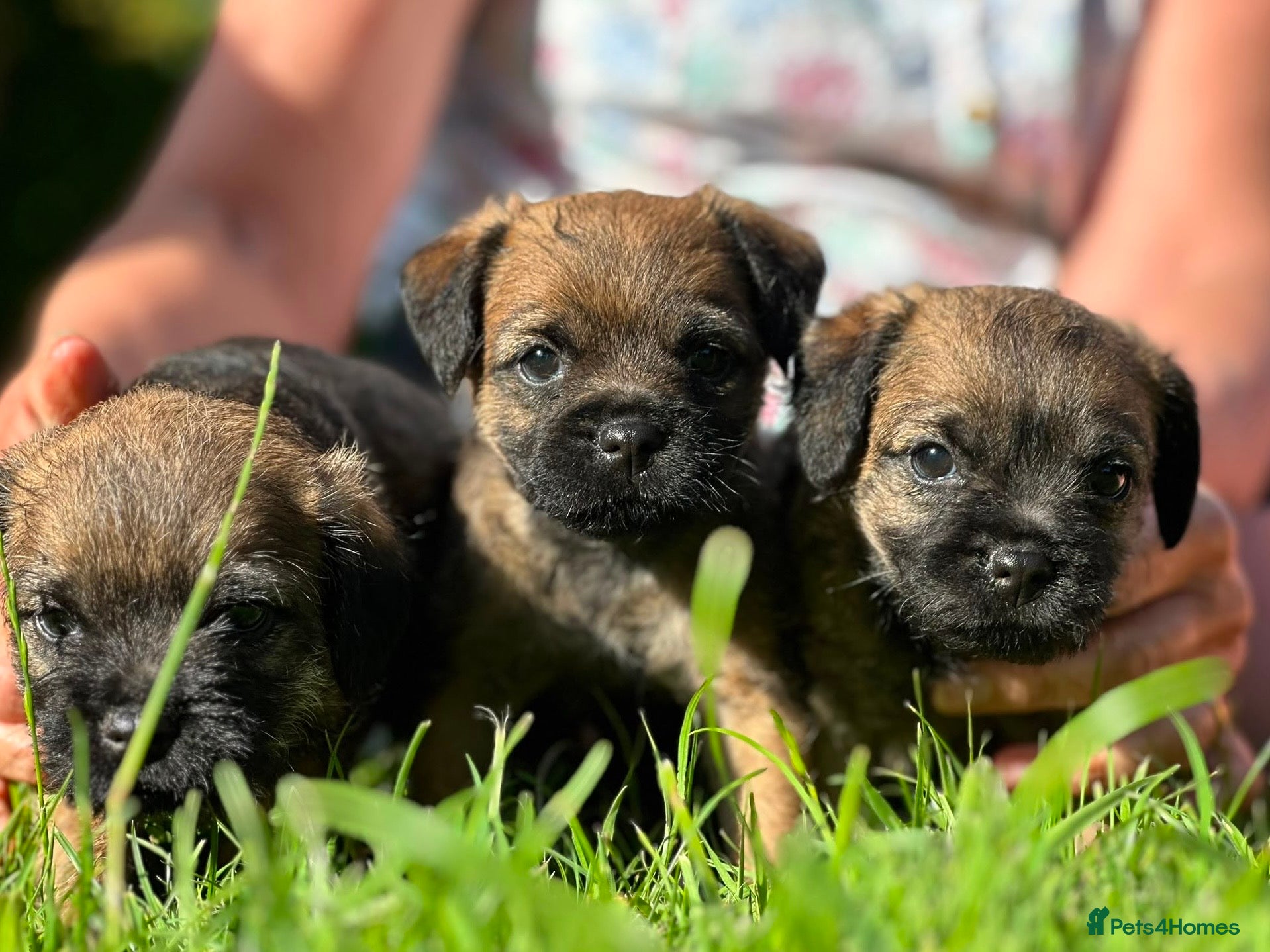 Border Terrier dogs Border terrier puppies - Advert 17
