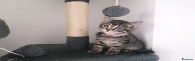 Pink collar girl 