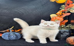 British Shorthair cats for sale: British shorthair kittens  - Image 16
