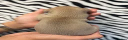 Italian Greyhound dogs for sale: Italian Greyhound Puppies 🐾 in Holywell - Advert 6