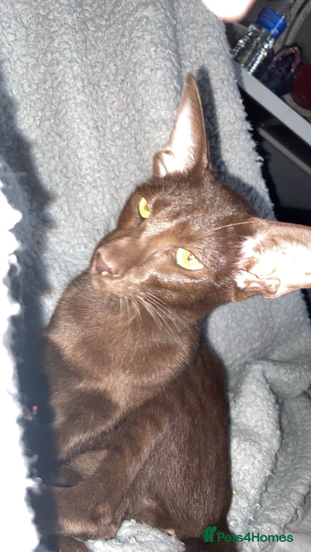 Oriental cats for sale: GCCF Oriental Shorthair Neutered Female For Sale - Image 9