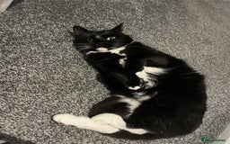 Ragdoll cats for sale: Beautiful ragdoll tuxedo cat - Image 7