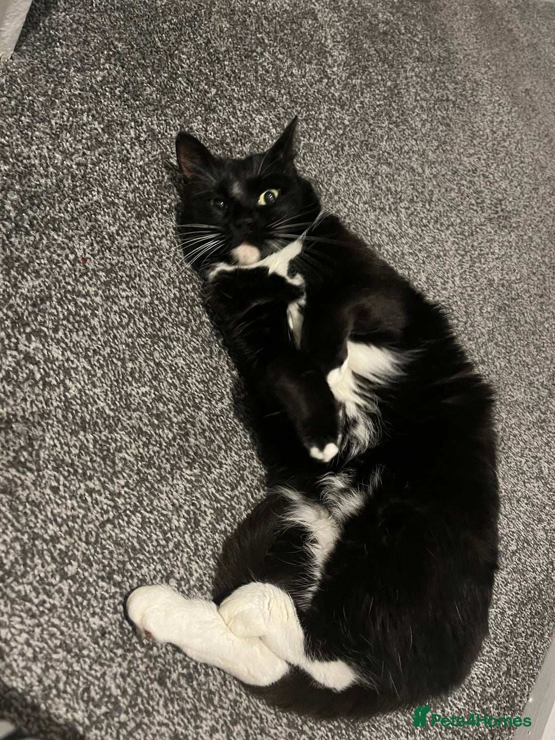 Ragdoll cats for sale: Beautiful ragdoll tuxedo cat - Image 7