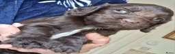 Cocker Spaniel dogs for sale: Beautiful KC Reg Show-Cocker Spaniel puppies  in Doncaster - Advert 11