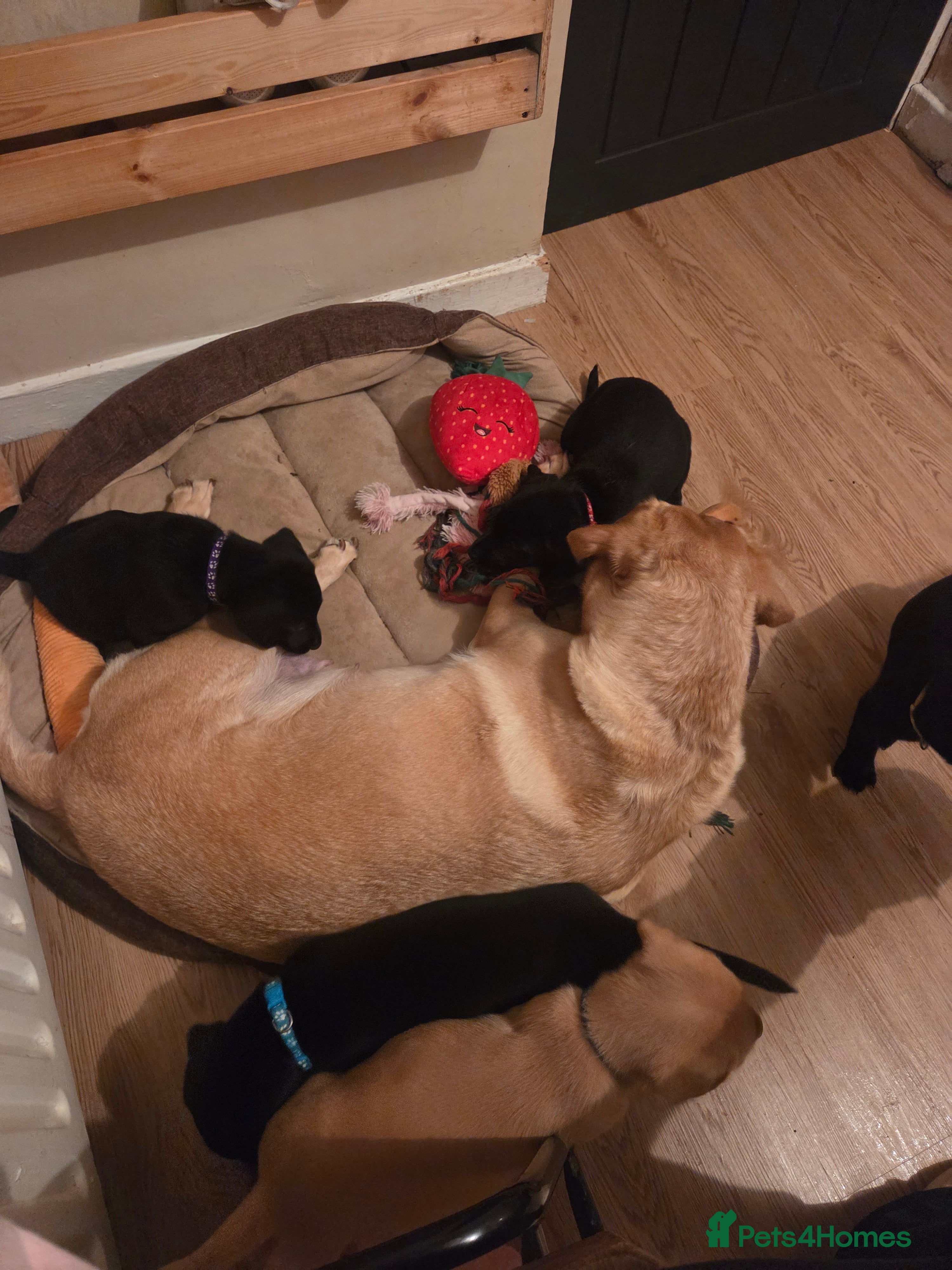 Labrador Retriever dogs READY TO LEAVE 28TH - KC REGISTERED LABRADORS - Advert 7