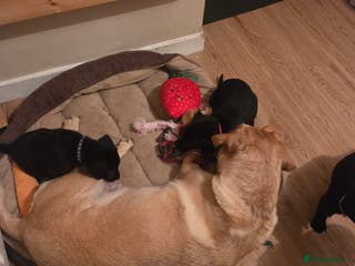 Labrador Retriever dogs READY TO LEAVE 28TH - KC REGISTERED LABRADORS - Advert 13