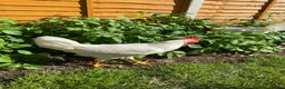 Chickens poultry for sale: 2 White Leghorn Cockerels For Sale - Advert 6