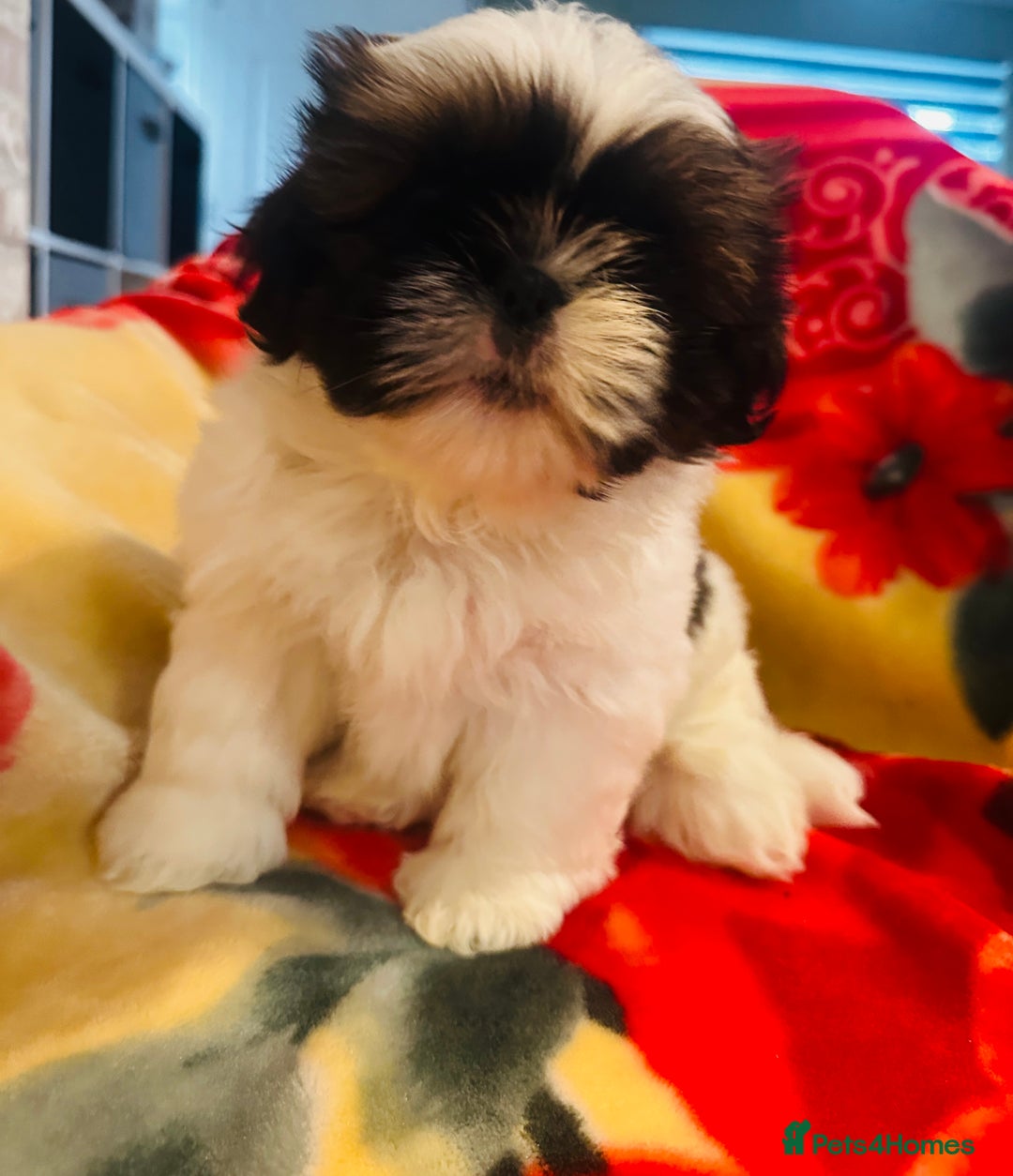 Shih Tzu dogs for sale: Shihtzu  - Image 8