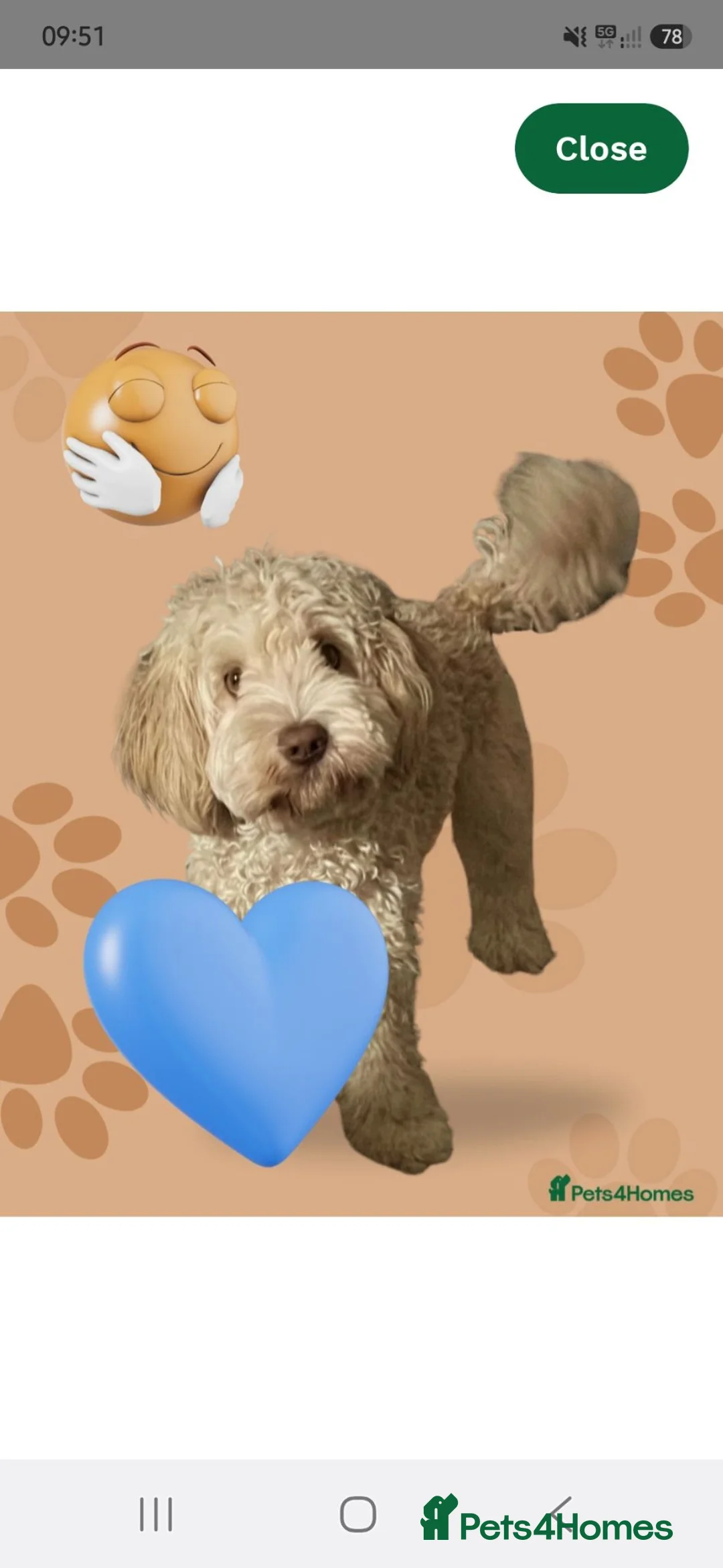 Australian Labradoodle dogs for sale: Fox Red Full Australian Labradoodle Male  - Advert 2