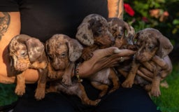 Dachshund dogs for sale: Beautiful Chocolate & Dapple Dachshund Pups - Image 5