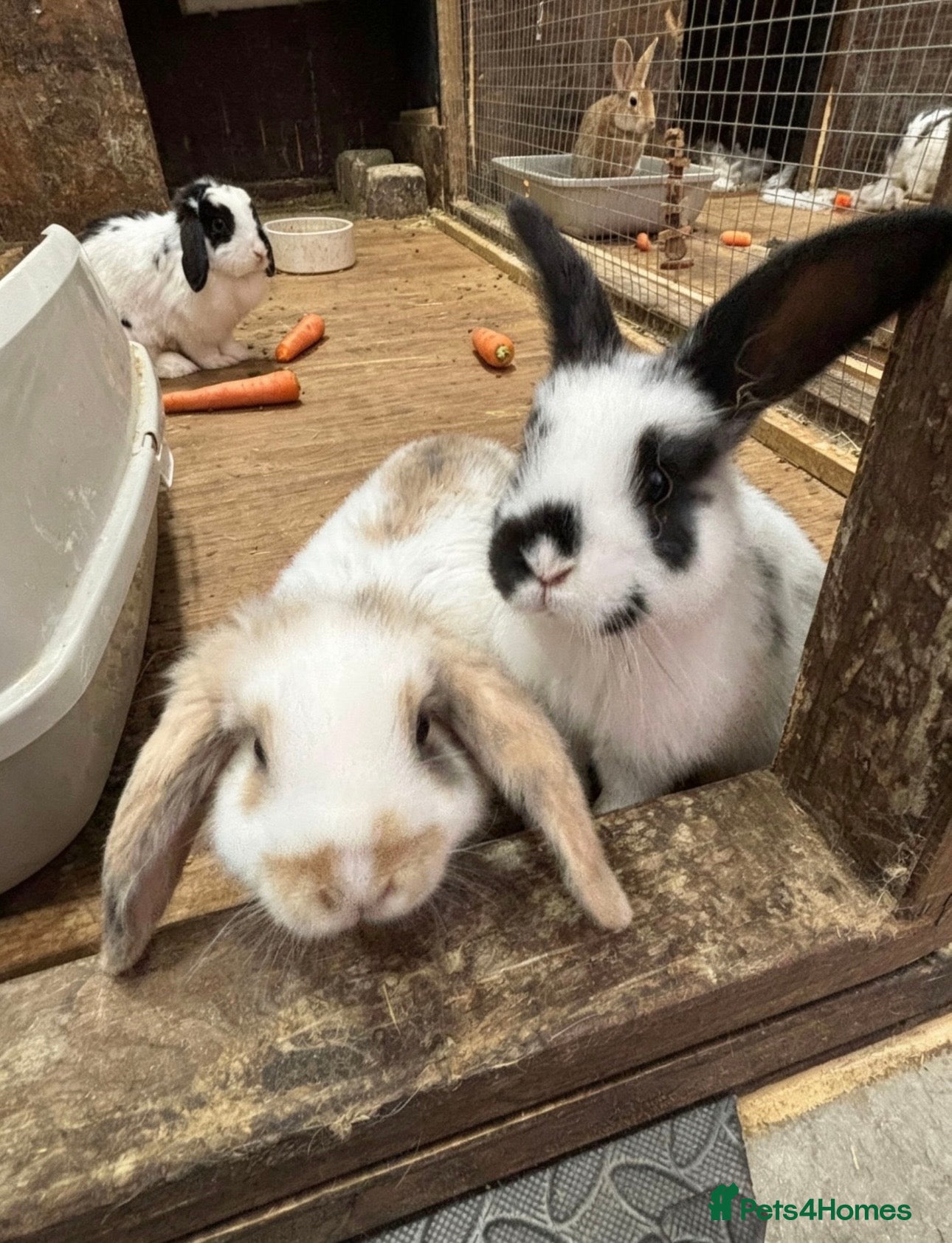 English Lop rabbits 2 male Lop eared rabbits ready now!  - Advert 3