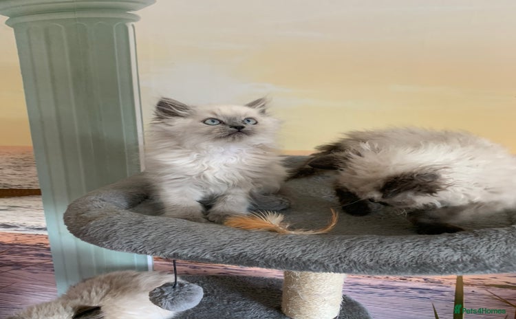 Selkirk Rex cats - Advert 1