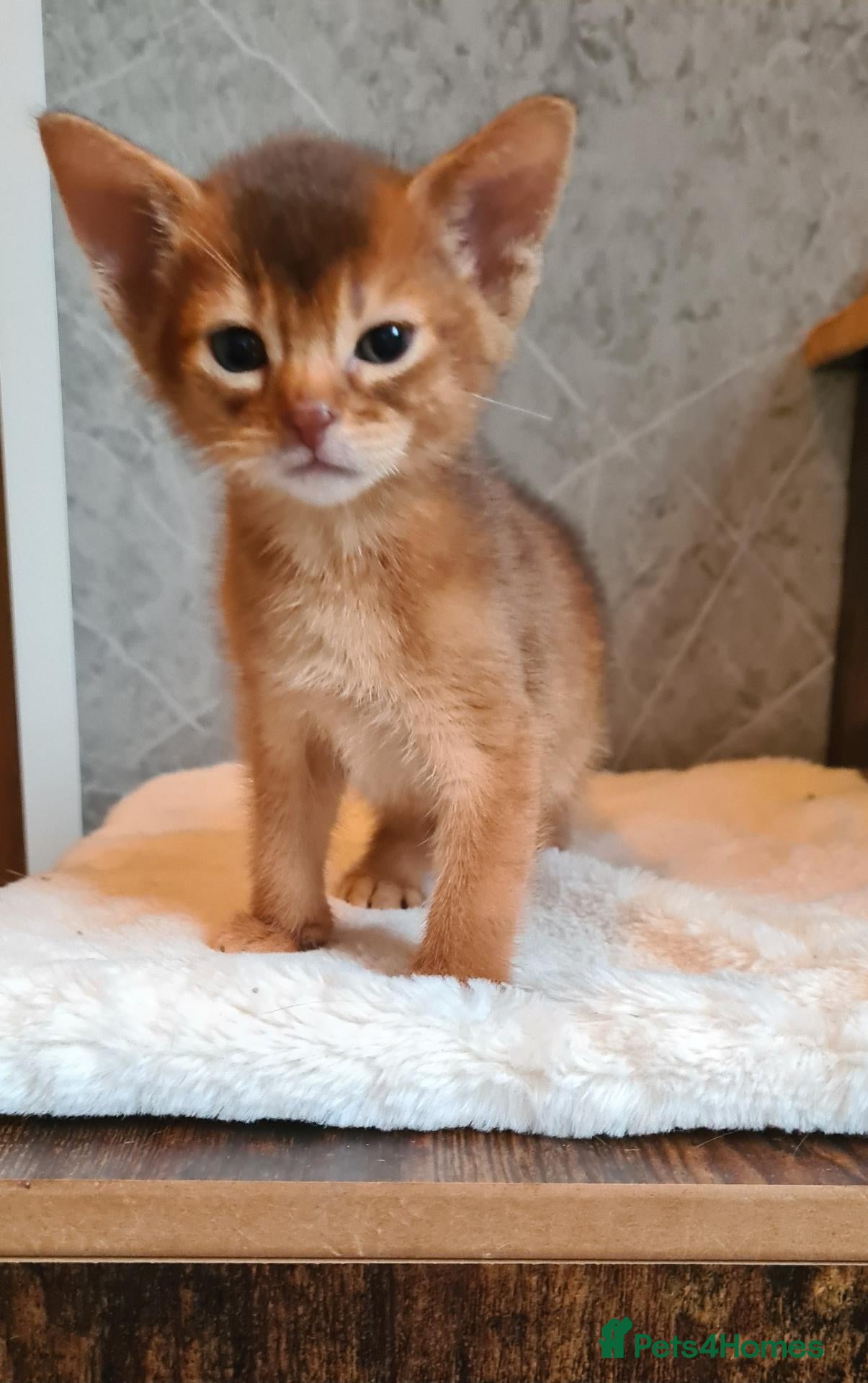 Abyssinian cats LAST 2 PEDIGREE TICA ABY BOYS - Advert 15