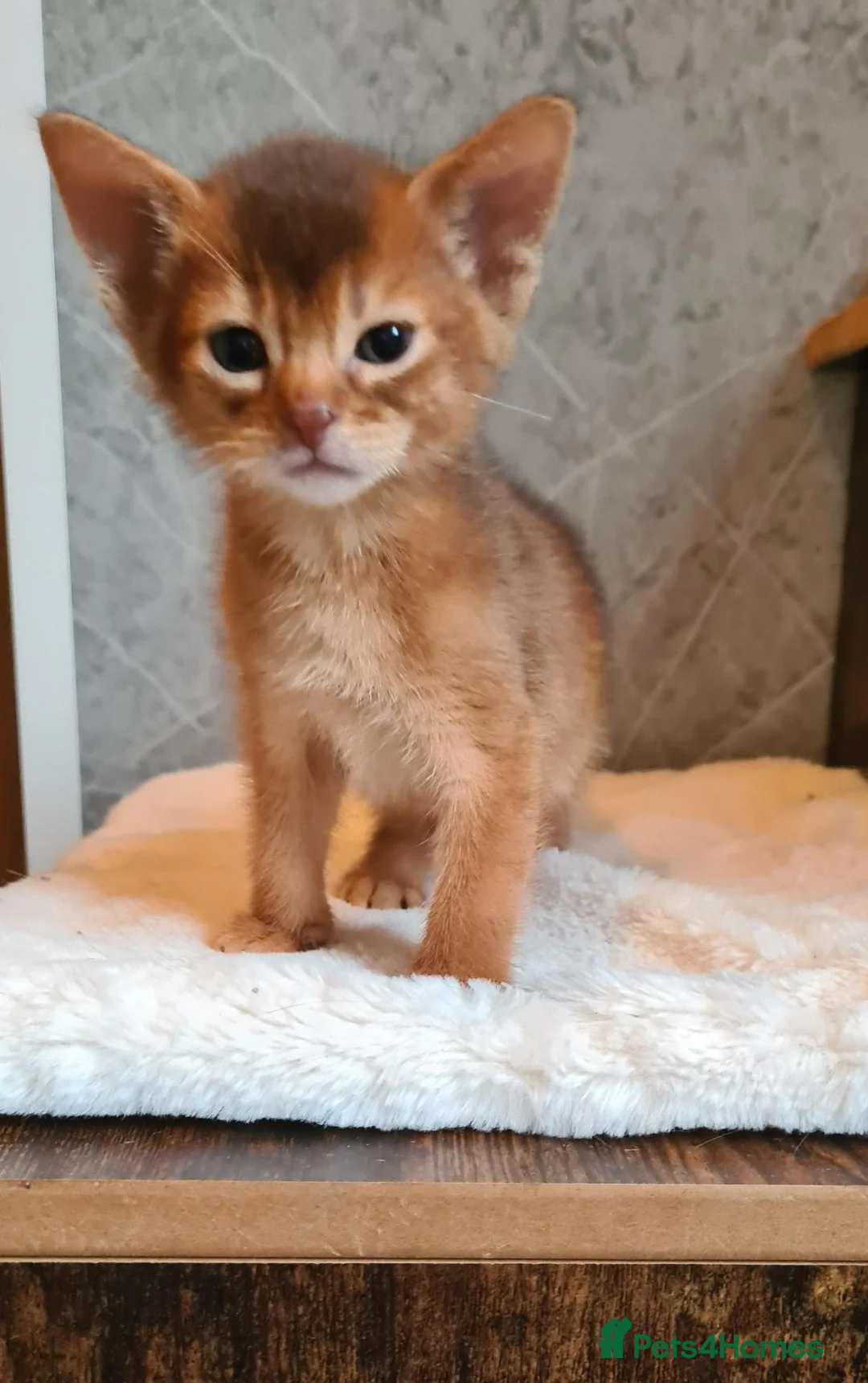Abyssinian cats for sale: LAST 2 PEDIGREE TICA ABY BOYS - Advert 1