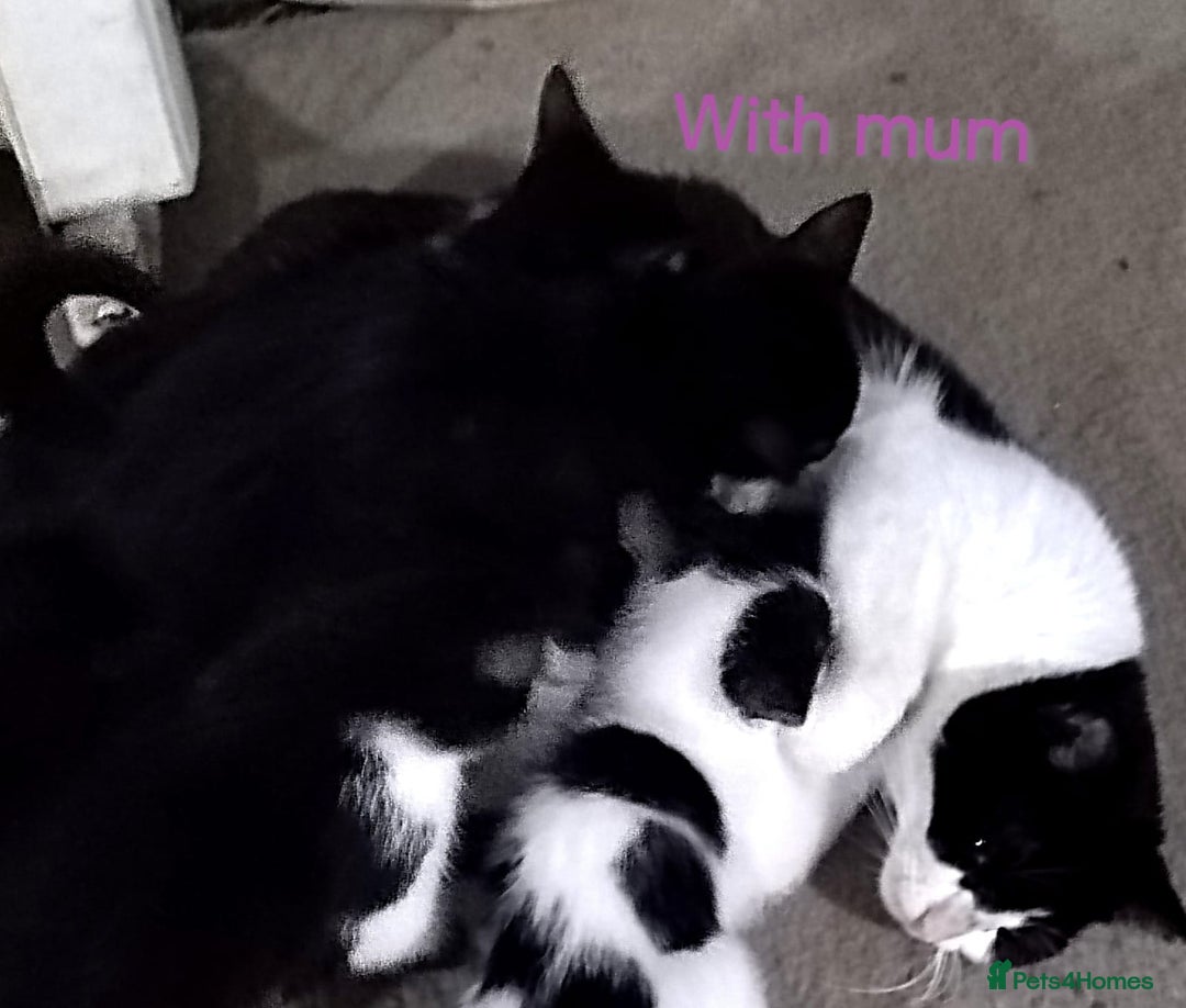 Mixed Breed cats for sale: 🩵kittens 🩵 - Image 13
