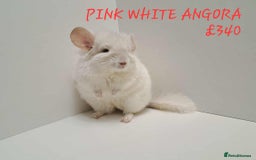 Chinchilla rodents for sale: STUNNING BABIES CHINCHILLA MIX COLOURS AND GENDER  - Image 15