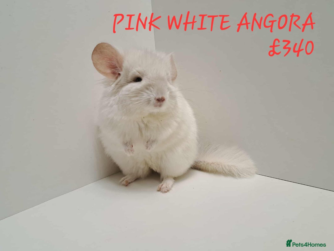 Chinchilla rodents for sale: STUNNING BABIES CHINCHILLA MIX COLOURS AND GENDER  - Image 15