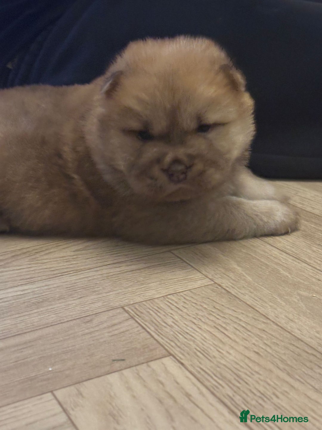 Chow Chow dogs for sale: Stunning Chow Chow Puppies Luxi Chow × Royal Chows - Advert 6