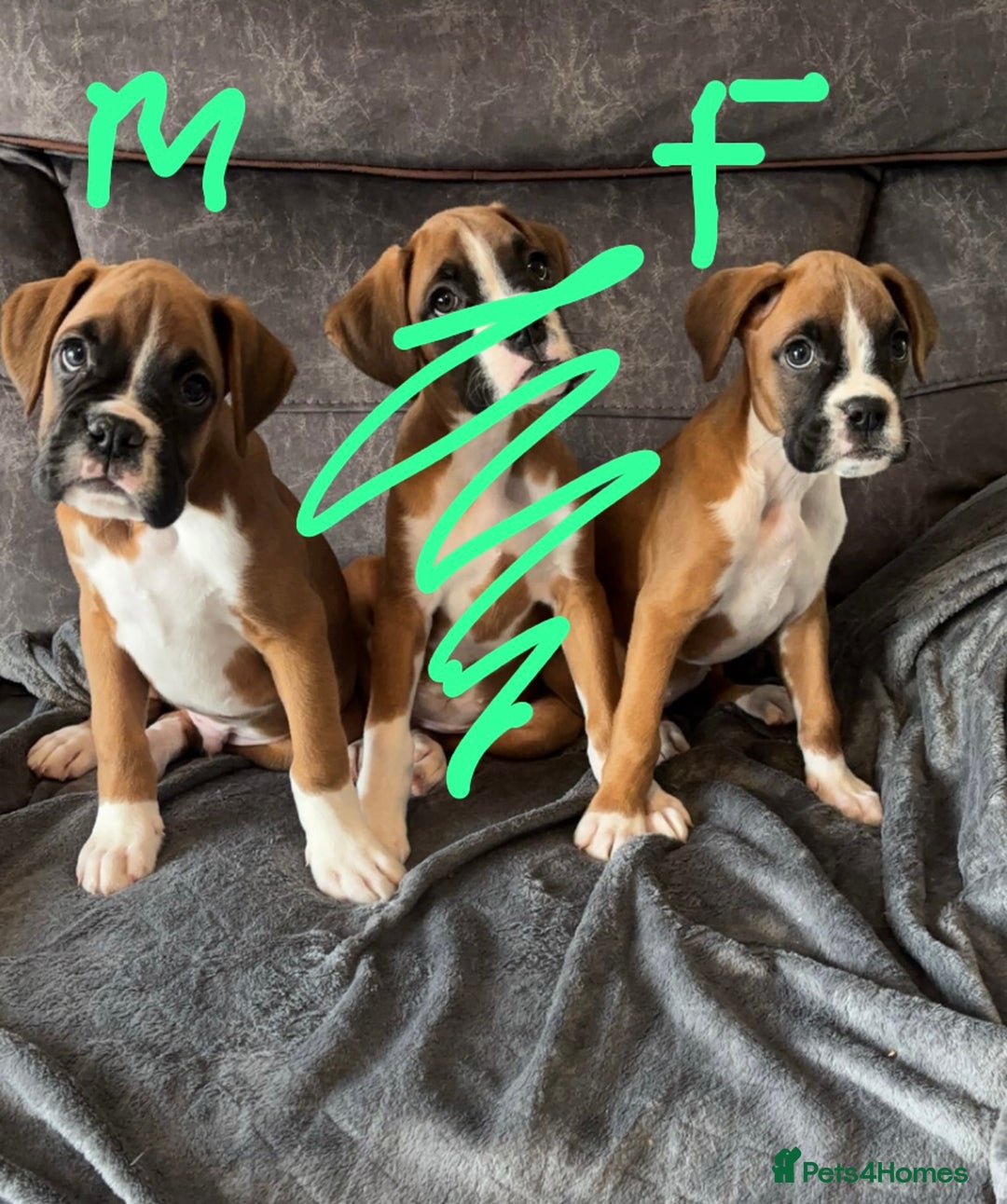 Boxer dogs for sale: READY NOW !!!! 1 GIRl 1 BOY LEFT  - Advert 2