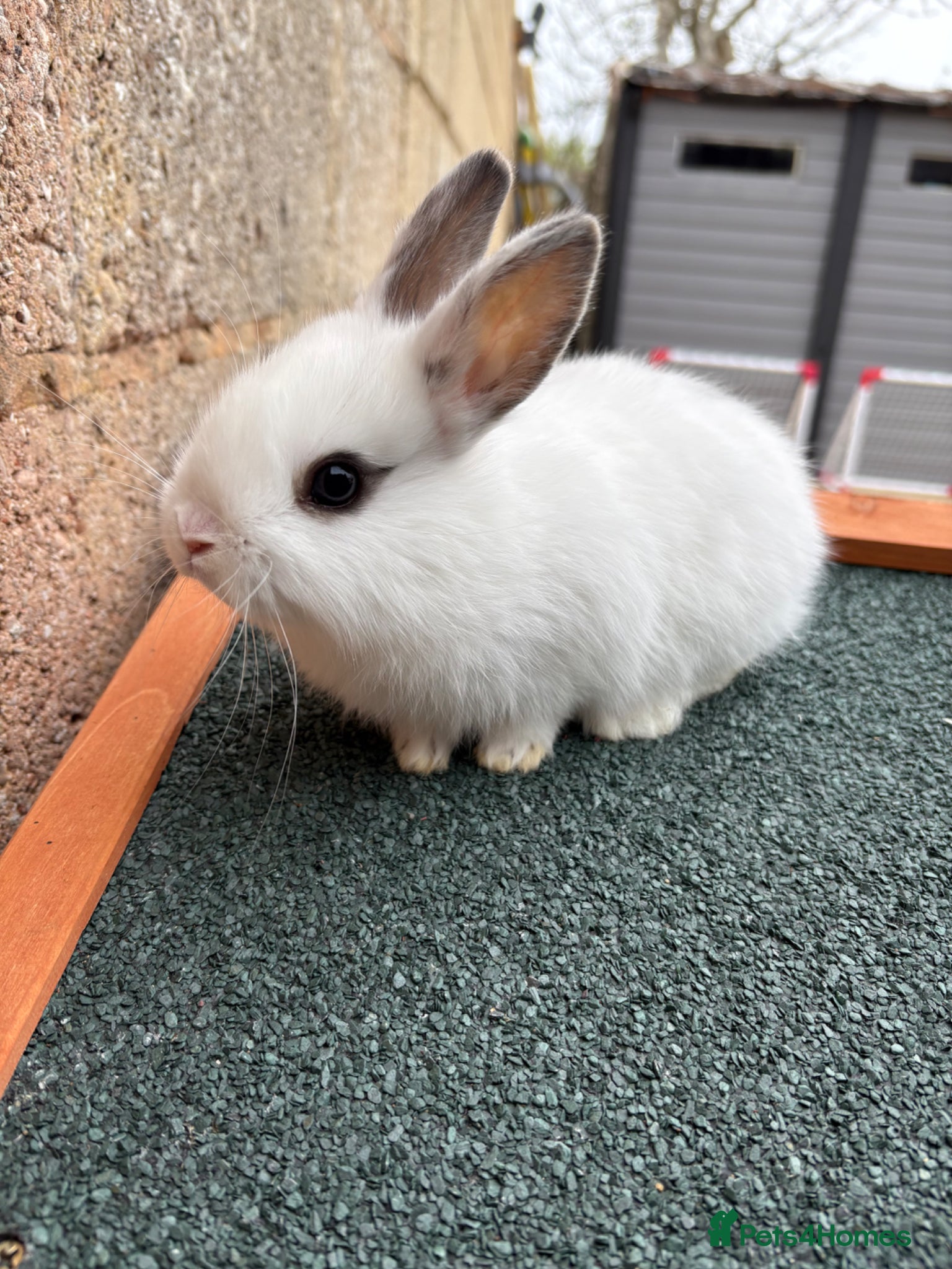 Mixed Breed rabbits Baby rabbits  - Advert 3