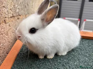 Mixed Breed rabbits Baby rabbits - Advert 3