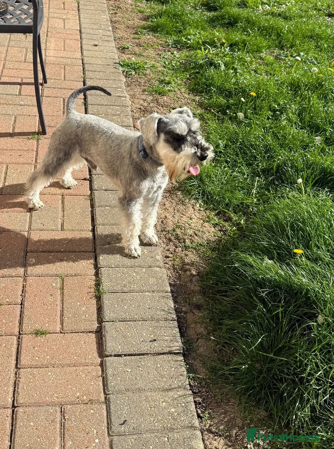 Miniature Schnauzer dogs for stud: BUDDY & HARRY  - Advert 5