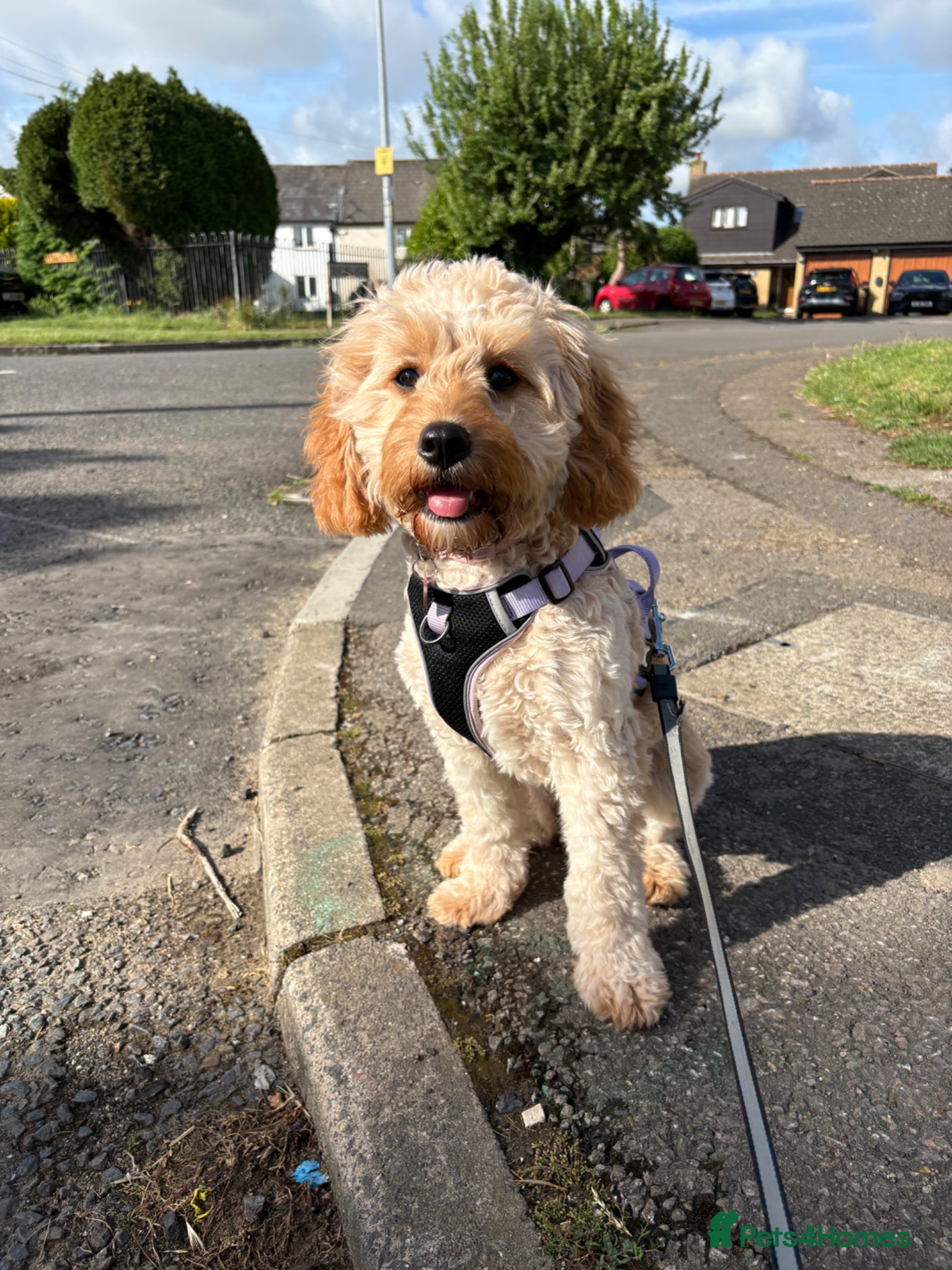 Cavapoo dogs F1 6-month old Cavapoo (Ruby) For Sale - Advert 13