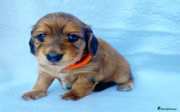 Miniature Dachshund dogs for sale: Miniature Dachshund puppies  - Image 5