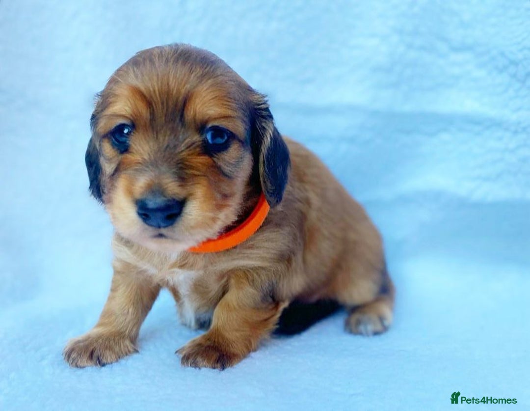 Miniature Dachshund dogs for sale: Miniature Dachshund puppies  - Image 5