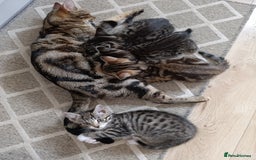 Mixed Breed cats for sale: Beautiful mixed breed kittens - Image 8