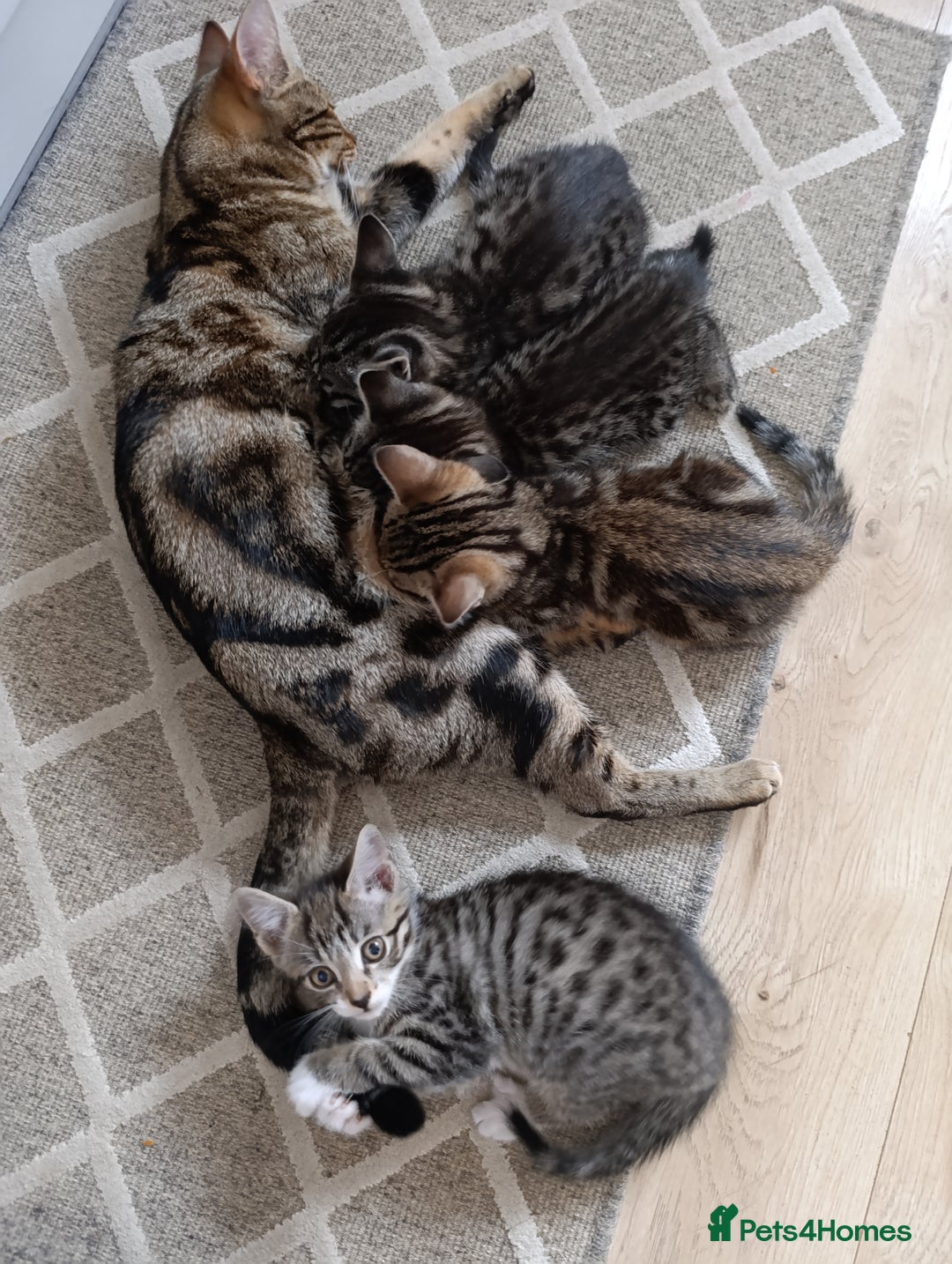 Mixed Breed cats for sale: Beautiful mixed breed kittens - Image 8